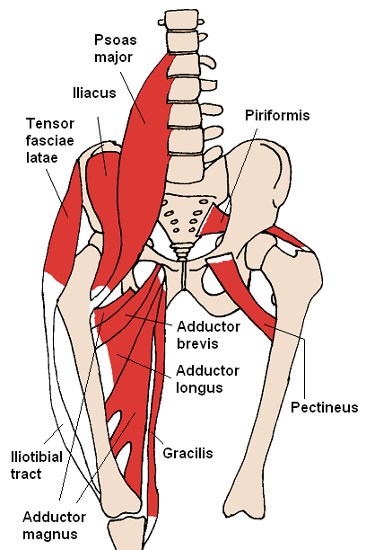 Anatomy of a pelvis